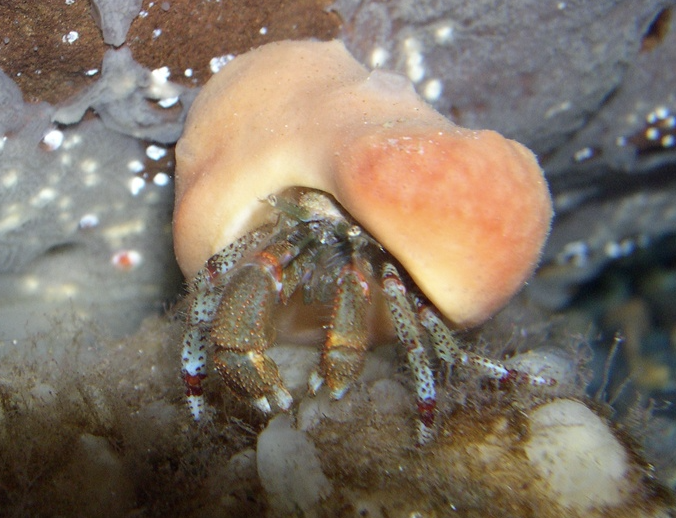 Salish Sea News and Weather: 11/8 Hermit crab sponge, herring homecoming,  dead crabs, heat pumps, B'ham carbon, U.S. climate, road salt, derelict  boats, ocean acid